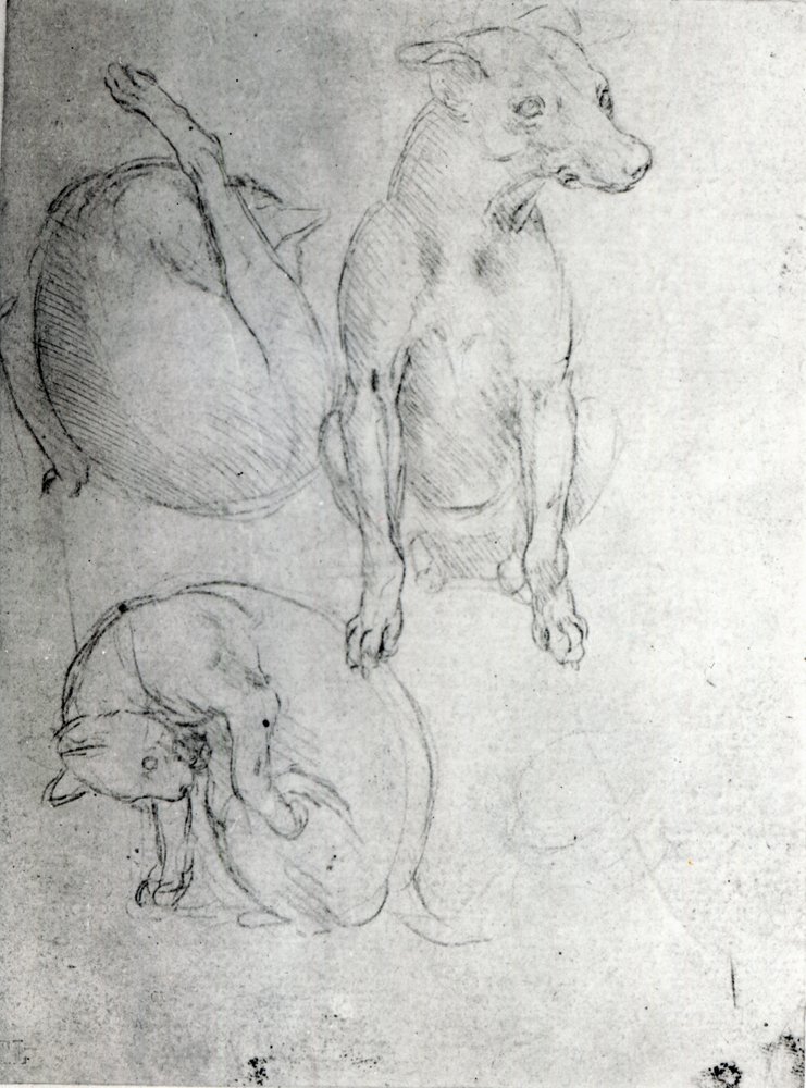 犬と猫の習作、1480年頃